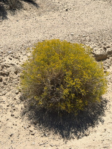 Gutierrezia microcephala, photograph 2