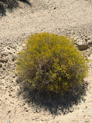 Gutierrezia microcephala, photograph (c) CK2AZ, some rights reserved (CC BY)