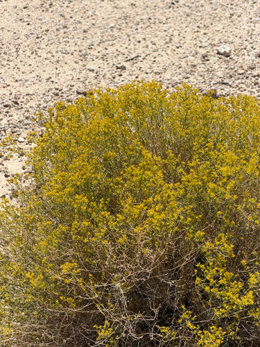 Gutierrezia microcephala, photograph 1