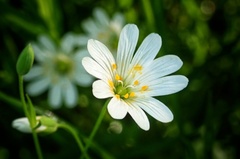 Rabelera holostea