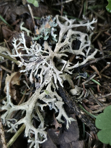 tree moss
