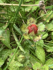 Potentilla indica