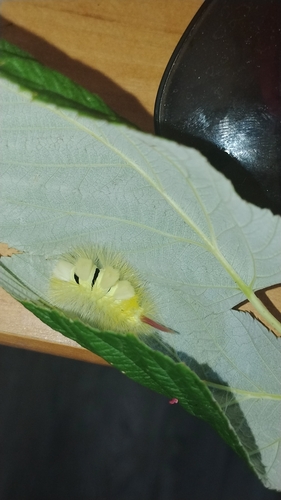 Pale Tussock Moth