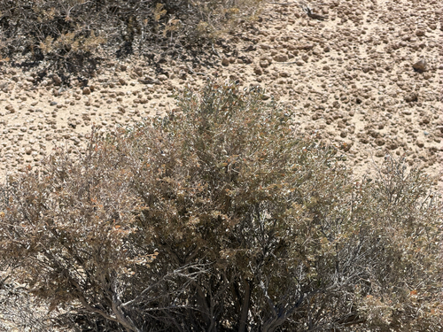 Atriplex confertifolia, photograph 4