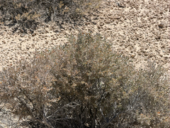 Atriplex confertifolia, photograph (c) CK2AZ, some rights reserved (CC BY)