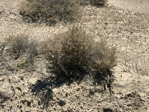 Atriplex confertifolia, photograph 5