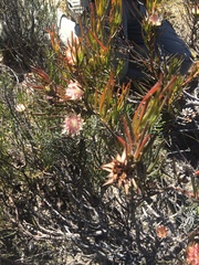 Protea odorata