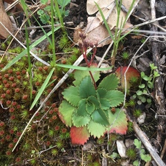 Micranthes eriophora