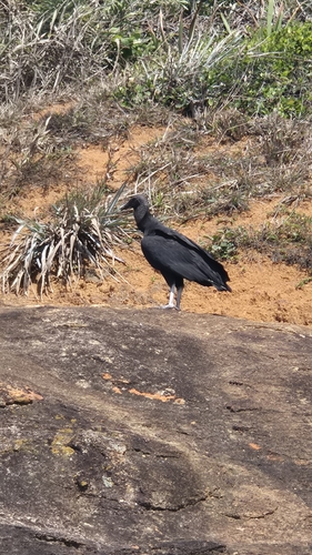 Black Vulture