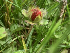 Potentilla indica