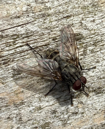 Helina evecta