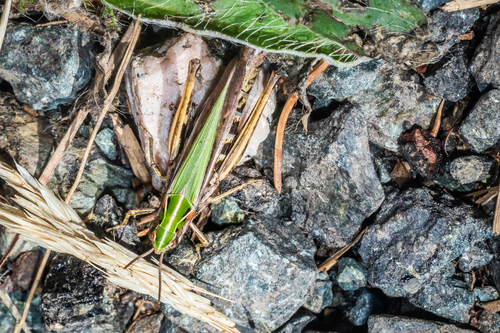 Common Green Grasshopper