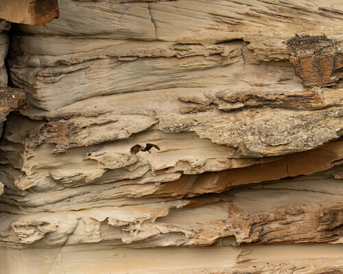iNaturalist image
