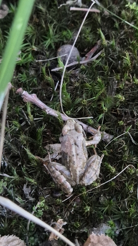 European Common Frog