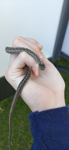 Wandering Garter Snake