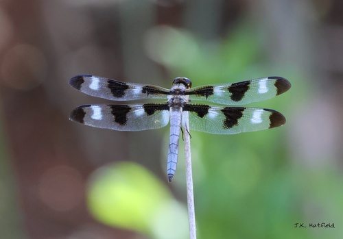 Twelve-spotted Skimmer