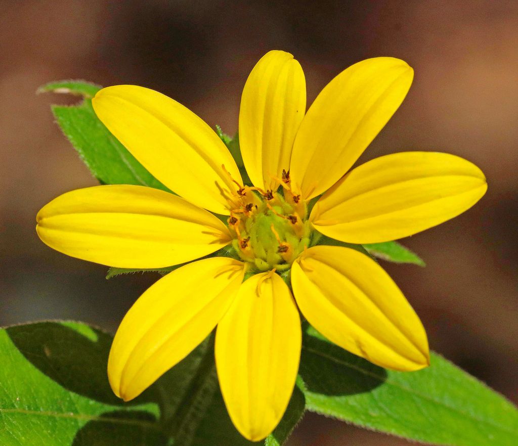 Starry rosinweed (Plants of the Florida Sandhill) · iNaturalist