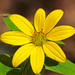 Starry Rosinweed - Photo (c) Jerry Oldenettel, some rights reserved (CC BY-NC-SA)