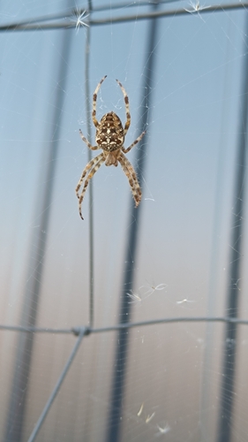 Cross Orbweaver