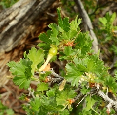 Ribes leptanthum