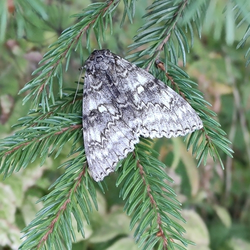 Blue Underwing