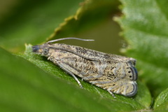 Dichrorampha plumbana