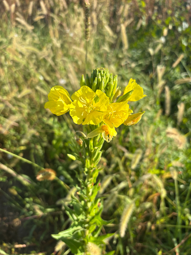 common evening-primrose