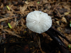 Gloiocephala