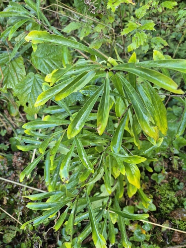 Mezereon