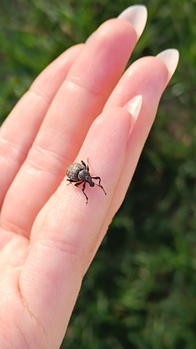 Alfalfa Snout Beetle