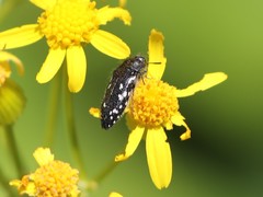 Acmaeodera ornata