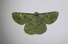 Aeolochroma viridicata