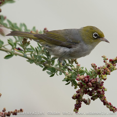 Zosterops lateralis pinarochrous