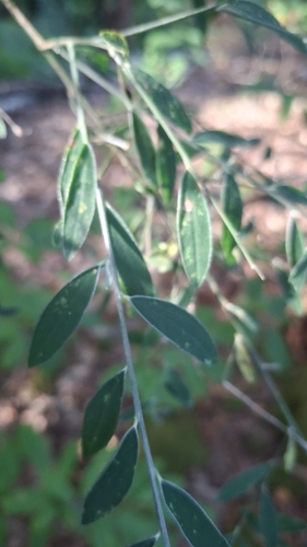 Genista florida