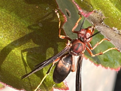 Metric Paper Wasp