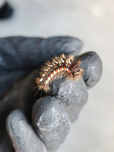 Knot Grass Moth