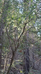 Genista florida, photograph (c) Carminda Santos, some rights reserved (CC BY)