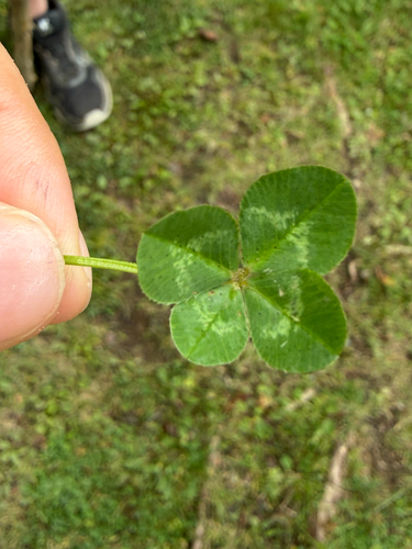white clover