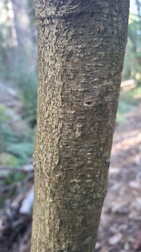 Genista florida, photograph 4