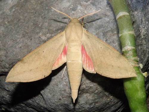Cape Hawkmoth
