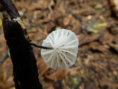 Gloiocephala