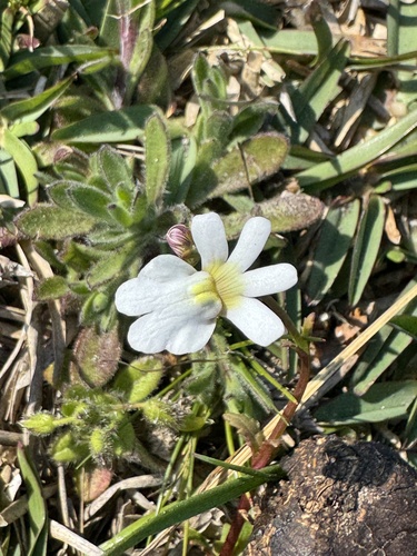 Nemesia affinis, photograph 4