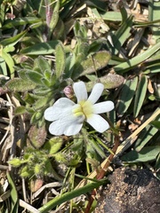 Nemesia affinis, photograph (c) chrisdt, some rights reserved (CC BY)