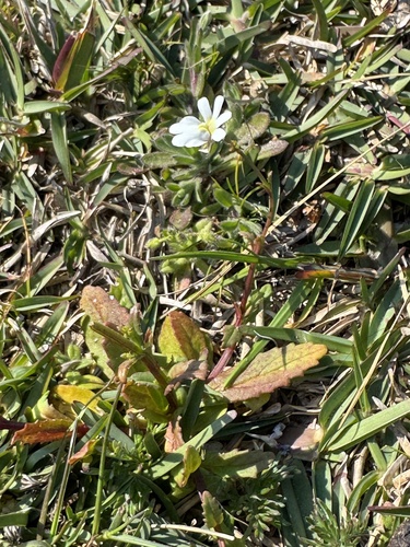 Nemesia affinis, photograph 5