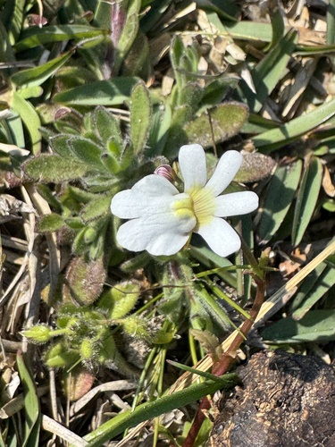 Nemesia affinis, photograph 6