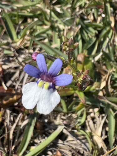 Nemesia affinis, photograph 3