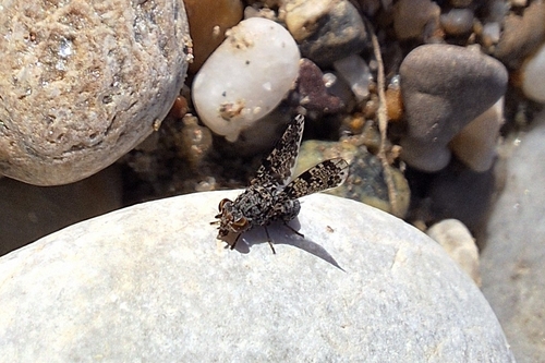 Peacock Fly