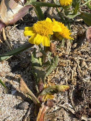 Senecio maritimus, photograph 2