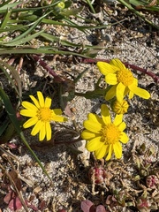 Senecio maritimus, photograph (c) chrisdt, some rights reserved (CC BY)