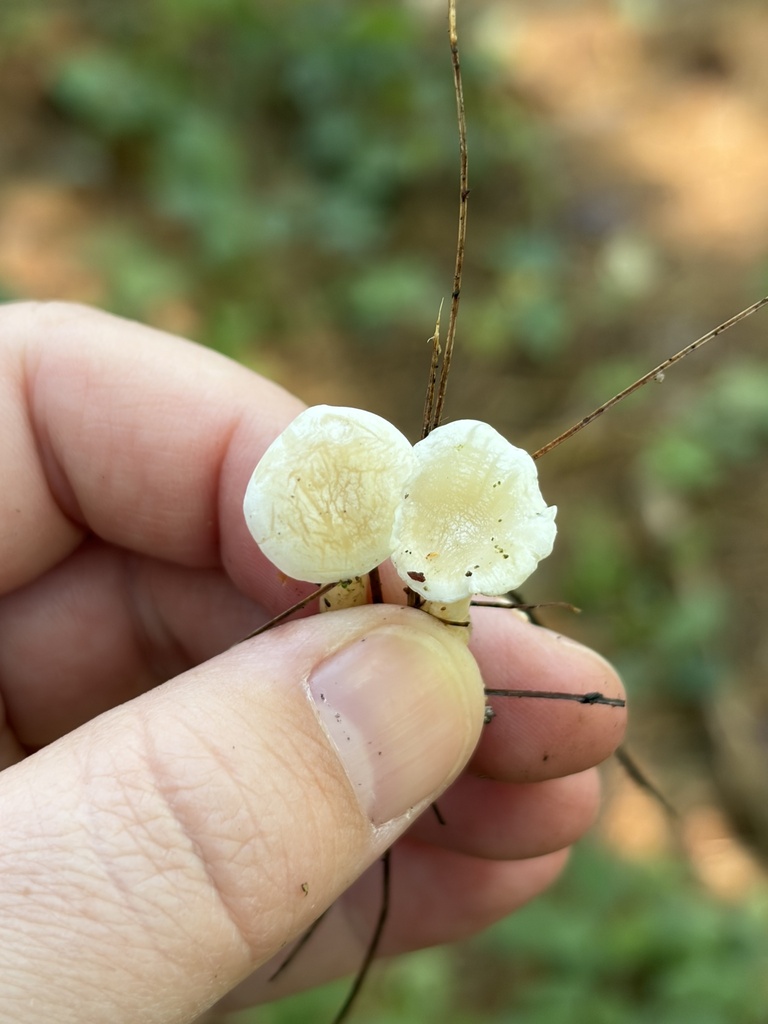 Callistosporium pseudofelleum · September 2026 · photo: Photo: (c) Julie Travaglini, some rights reserved (CC BY) · iNaturalist